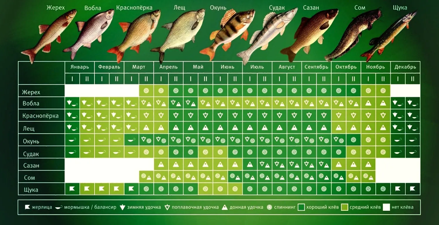 Какое время года лучше всего для ловли рыбы?